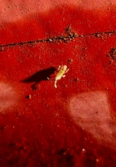 Orchesella villosa