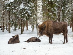 Bison bonasus