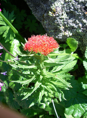 Rhodiola kirilowii