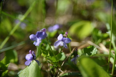 Viola labradorica