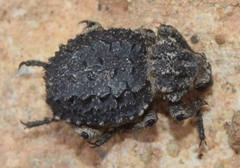 Brachycerus