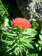 Rhodiola kirilowii