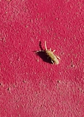 Orchesella villosa