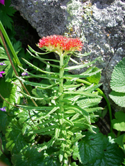 Rhodiola kirilowii