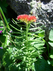 Rhodiola kirilowii