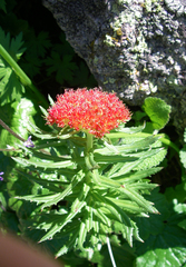 Rhodiola kirilowii