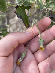 Brickellia peninsularis