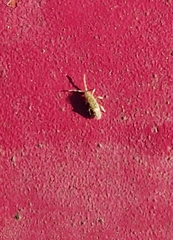 Orchesella villosa