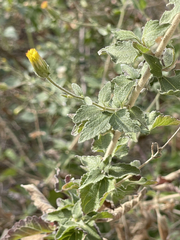 Brickellia peninsularis