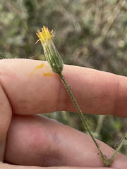 Brickellia peninsularis