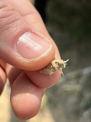 Tmethis pulchripennis