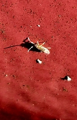 Orchesella villosa