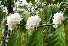 Coffea canephora