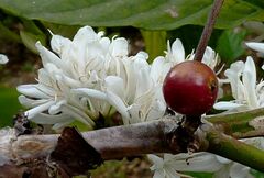 Coffea canephora