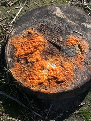 Fusicolla merismoides