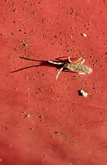 Orchesella villosa