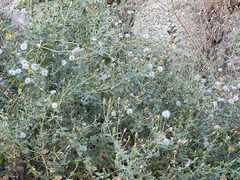 Brickellia peninsularis