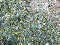 Brickellia peninsularis