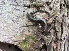Plethodon hubrichti
