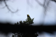 Setophaga chrysoparia