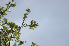 Setophaga chrysoparia