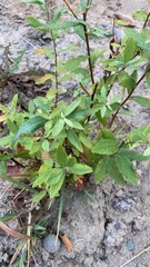 Spiraea douglasii
