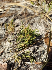 Selaginella arenicola
