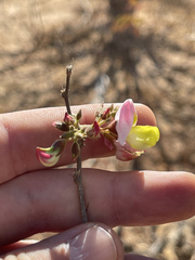 Coursetia glandulosa