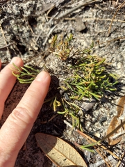 Selaginella arenicola