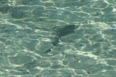 Pseudobatos productus