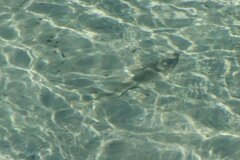 Pseudobatos productus