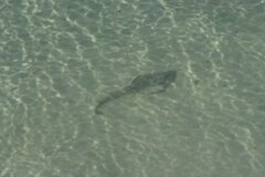 Pseudobatos productus