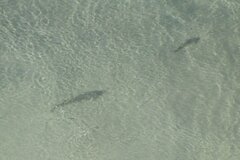 Pseudobatos productus