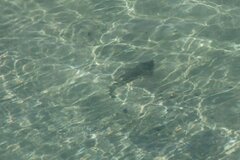 Pseudobatos productus