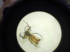 Micrathena nigrichelis