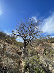 Bursera cerasiifolia