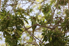 Psittacula krameri
