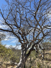 Bursera cerasiifolia