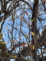 Bursera cerasiifolia