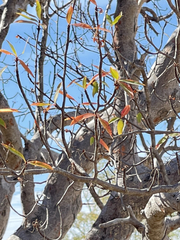 Bursera cerasiifolia