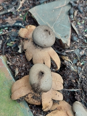 Geastrum hieronymi