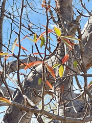 Bursera cerasiifolia