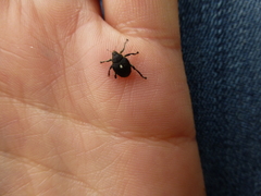 Mononychus punctumalbum