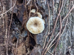 Pleurotus levis