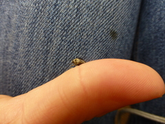 Mononychus punctumalbum