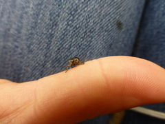 Mononychus punctumalbum