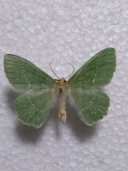 Geometra papilionaria