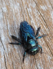 Xylocopa bombylans