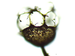 Cribraria minutissima