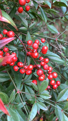Nandina domestica